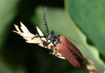 P2053458a.jpg